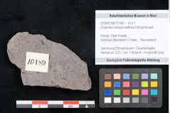Foto (Objekt + Etikett) von Dryandra comptoniaefolia Ettingshausen (NHMW-GEO-2024-0188-10189)
